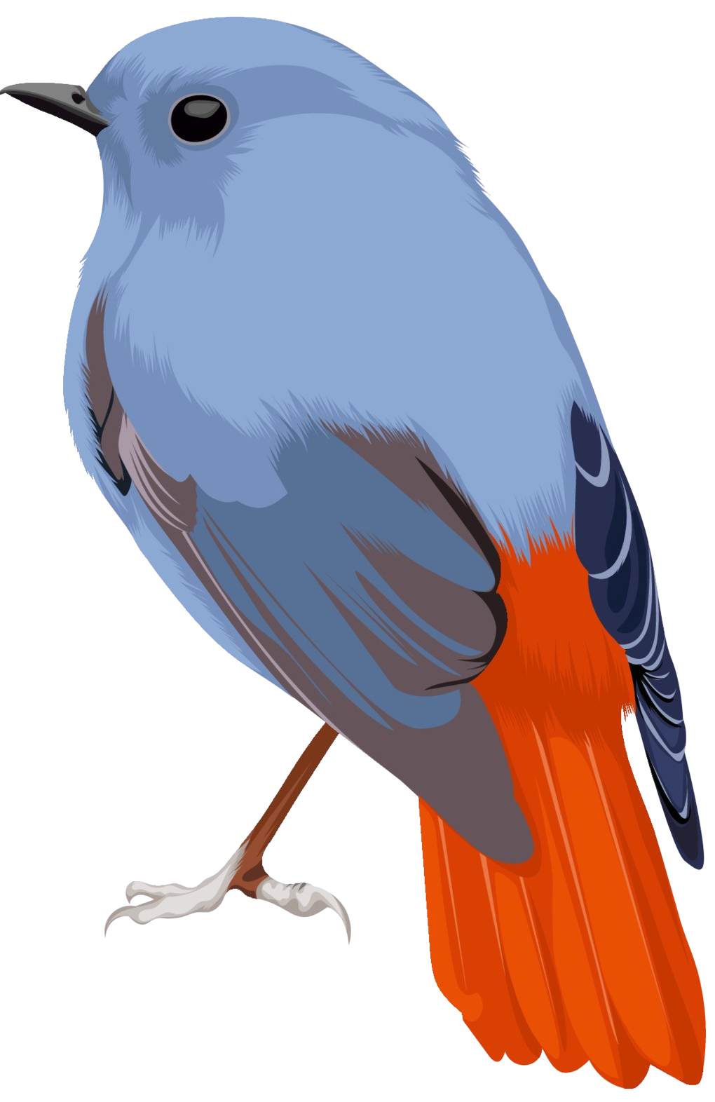 blue-jay
